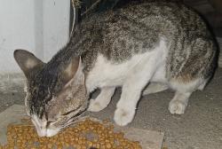 Found/Stray Male Cat last seen Near Olive Avenue / Roseview park, Antelope, CA 95843