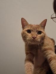 Found/Stray Female Cat last seen Lafayette rd Fort Oglethorpe, 24 Hour Storage, Food City, Fort Oglethorpe, GA 30742
