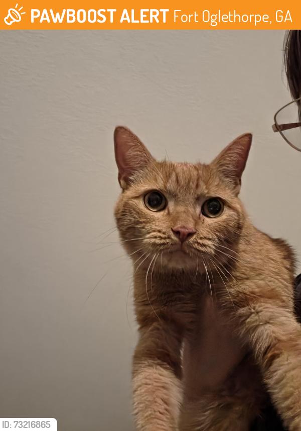 Found/Stray Female Cat last seen Lafayette rd Fort Oglethorpe, 24 Hour Storage, Food City, Fort Oglethorpe, GA 30742