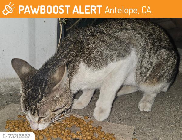Found/Stray Male Cat last seen Near Olive Avenue / Roseview park, Antelope, CA 95843