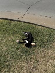 Found/Stray Unknown Cat last seen May and 192nd, Oklahoma City, OK 73012