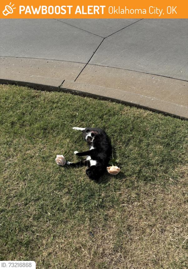 Found/Stray Unknown Cat last seen May and 192nd, Oklahoma City, OK 73012