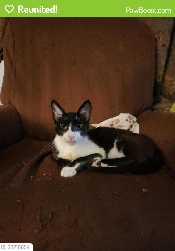 Reunited Male Cat last seen Park Avenue and Delmas, San Jose, CA 95110