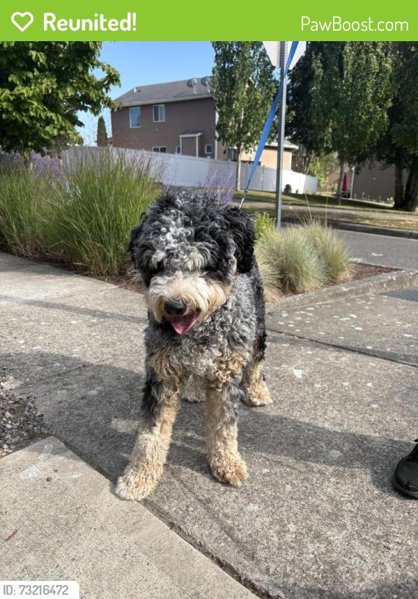 Reunited Male Dog last seen Samara & Seringa, Bremerton, WA 98310