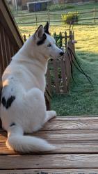 Reunited Female Dog last seen Tiffany Ave off of country club and north peace haven, Winston-Salem, NC 27104