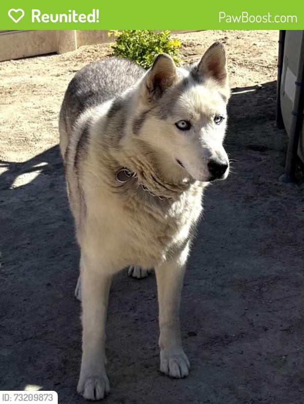 Reunited Male Dog last seen Chevron Ct, Adelanto, CA 92301, USA, Adelanto, CA 92301