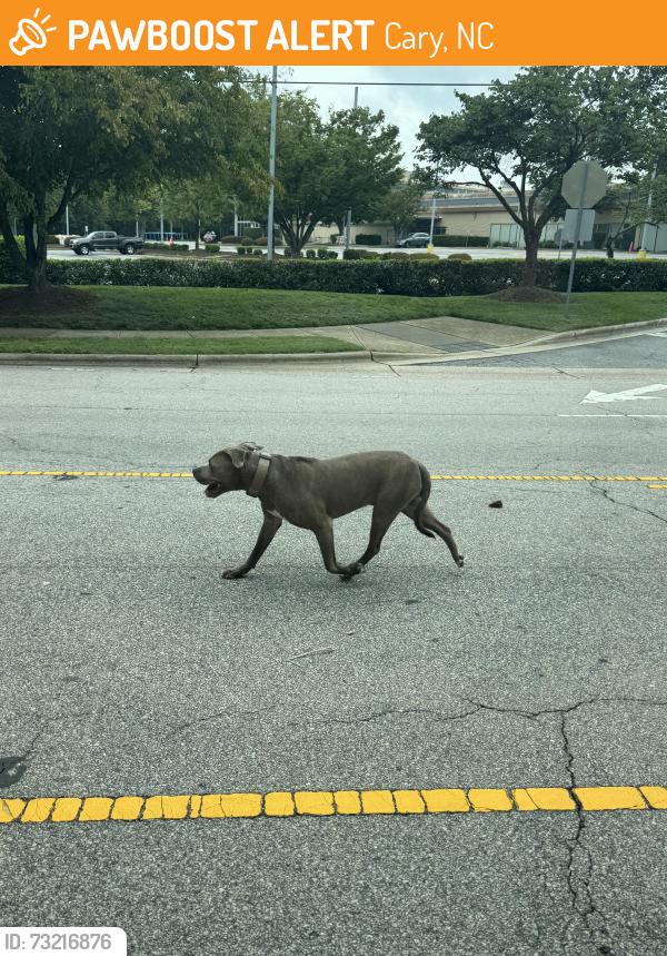 Found/Stray Unknown Dog last seen Nottingham and buck jones rd, Cary, NC 27606