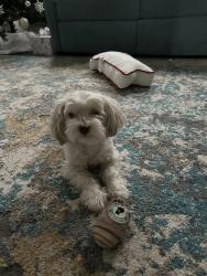 Lost Male Dog last seen Sherwood Dr and Robinhood, Follansbee, WV 26037