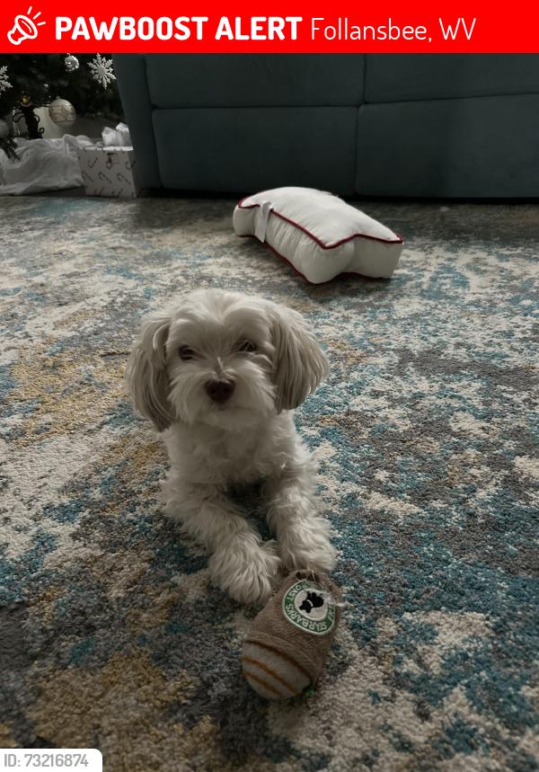 Lost Male Dog last seen Sherwood Dr and Robinhood, Follansbee, WV 26037