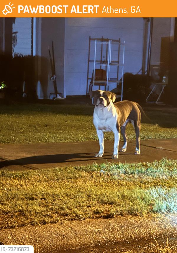 Found/Stray Unknown Dog last seen Maple forge drive off of lavender rd, Athens, GA 30607