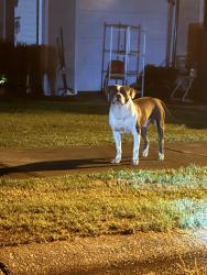 Found/Stray Unknown Dog last seen Maple forge drive off of lavender rd, Athens, GA 30607