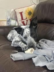 Lost Female Dog last seen Near and Saint Louis ave, Loveland, CO 80537