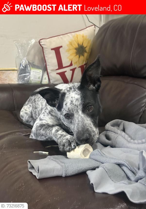Lost Female Dog last seen Near and Saint Louis ave, Loveland, CO 80537
