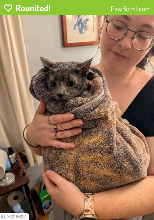 Reunited Female Cat last seen Beacon Hill Rd, Kanard Ave, Columbus, OH 43228