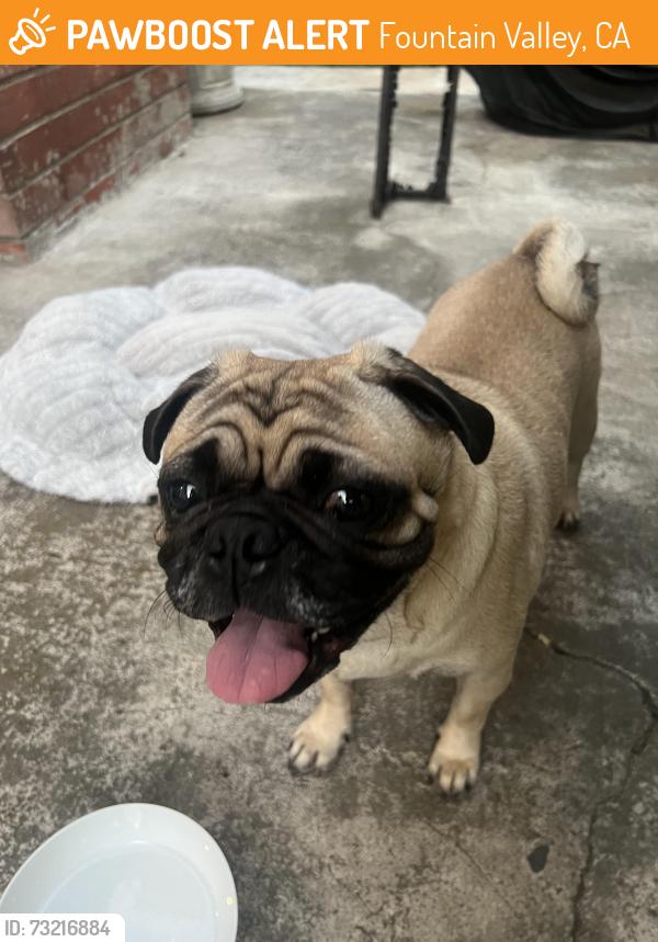 Found/Stray Male Dog last seen Bushard and Talbert, Fountain Valley, CA 92708