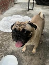 Found/Stray Male Dog last seen Bushard and Talbert, Fountain Valley, CA 92708