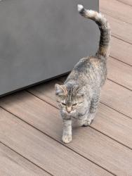 Found/Stray Unknown Cat last seen SW Morgan St, Seattle, WA 98136