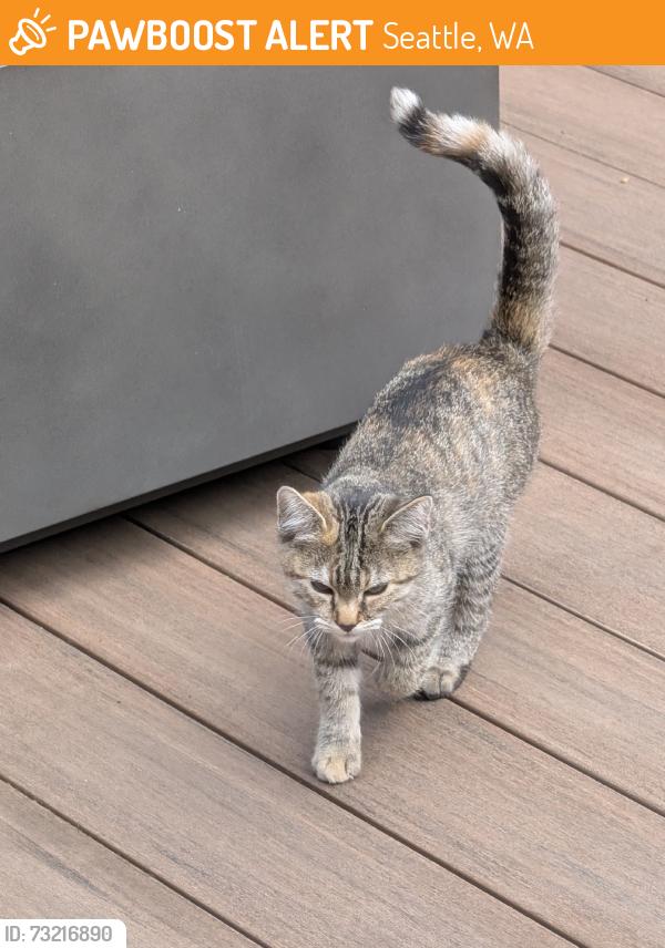 Found/Stray Unknown Cat last seen SW Morgan St, Seattle, WA 98136