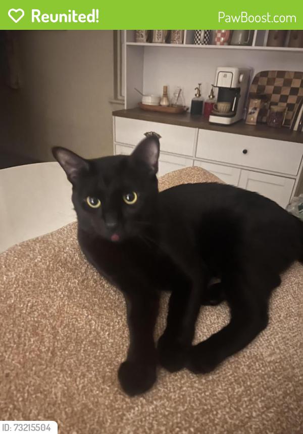 Reunited Male Cat last seen Near Pine Grove Dr m, Brockton, MA 02301
