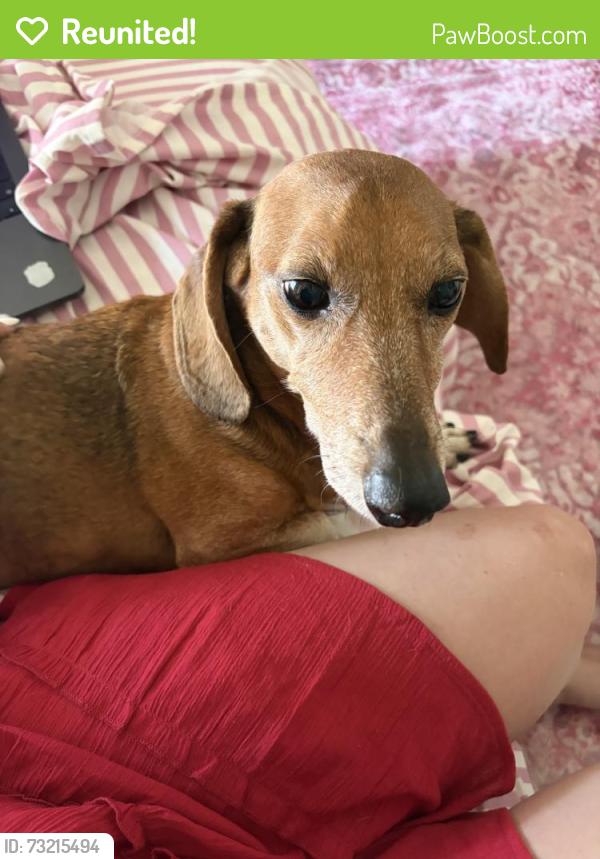 Reunited Male Dog last seen Maxwell Dr, Lewisville, TX 75077, USA, Lewisville, TX 75077
