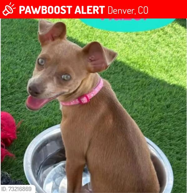 Lost Female Dog last seen Hampden & Dayton St., Denver, CO 80231