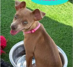 Lost Female Dog last seen Hampden & Dayton St., Denver, CO 80231