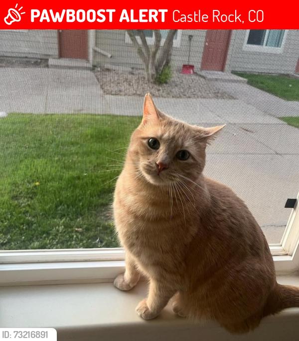 Lost Male Cat last seen Near Castlegate Dr W, Castle Rock, CO 80108