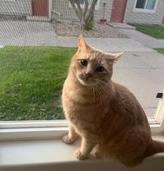Lost Male Cat last seen Near Castlegate Dr W, Castle Rock, CO 80108
