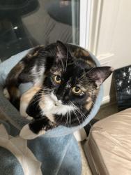 Reunited Female Cat last seen John Hayes high school, Cleveland, OH 44144
