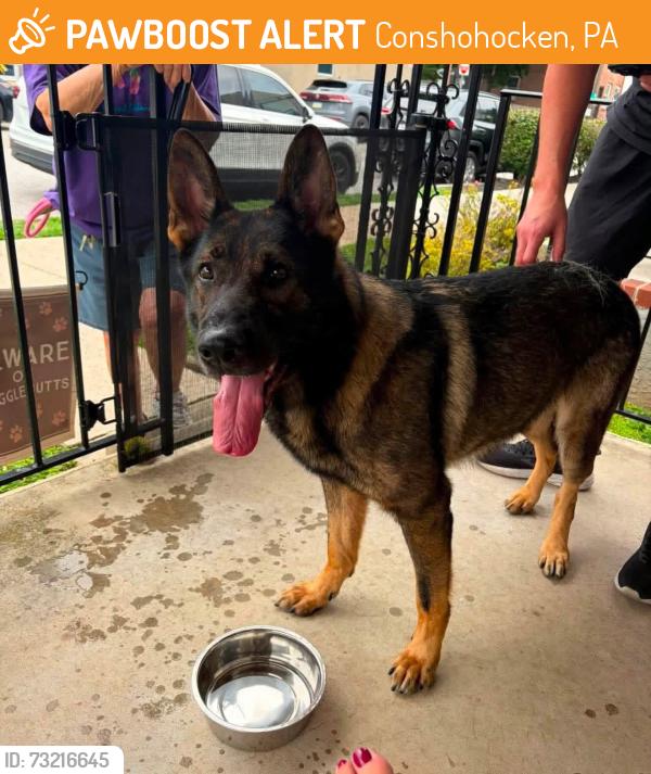 Found/Stray Male Dog last seen E Elm Street Conshohocken, Conshohocken, PA 19428