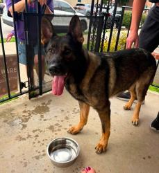 Found/Stray Male Dog last seen E Elm Street Conshohocken, Conshohocken, PA 19428
