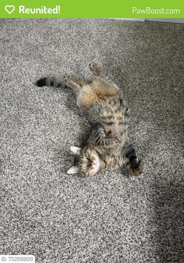 Reunited Male Cat last seen Moats and 43rd street, Kansas City, MO 64133