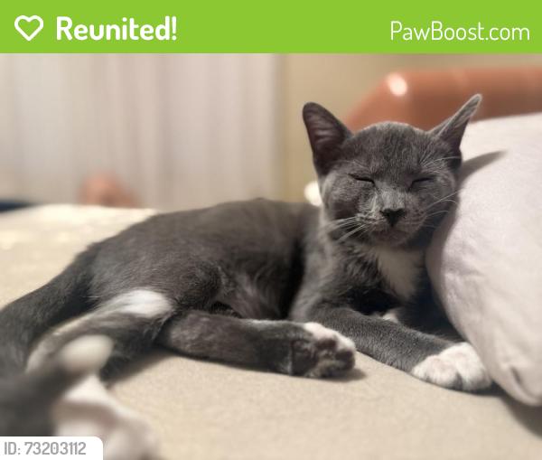 Reunited Female Cat last seen Near W Main St, Tustin, CA 92780, USA, Tustin, CA 92780