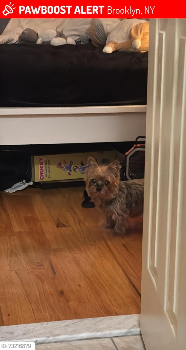 Lost Female Dog last seen 80th Street and 23rd Ave, Brooklyn, NY 11214
