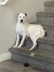 Reunited Female Dog last seen Wigwam pkwy and pebble rd, Henderson, NV 89074