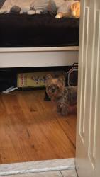 Lost Female Dog last seen 80th Street and 23rd Ave, Brooklyn, NY 11214