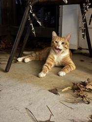 Found/Stray Male Cat last seen Virginia Avenue and Monroe, Atlanta, GA 30306
