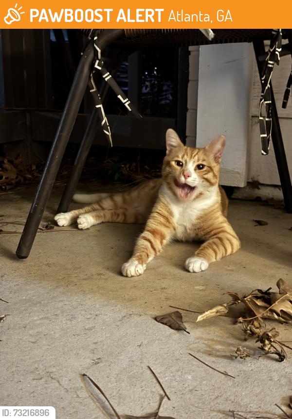 Found/Stray Male Cat last seen Virginia Avenue and Monroe, Atlanta, GA 30306