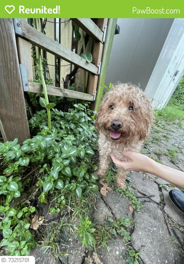 Reunited Male Dog last seen Clarkson Secondary School, Mississauga, ON 