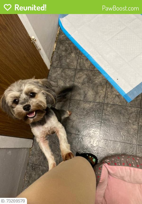 Reunited Female Dog last seen East 54th street and Glenwood RD, Brooklyn, NY 11234