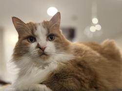 Reunited Female Cat last seen Pondside Lane, Yulee, FL 32097