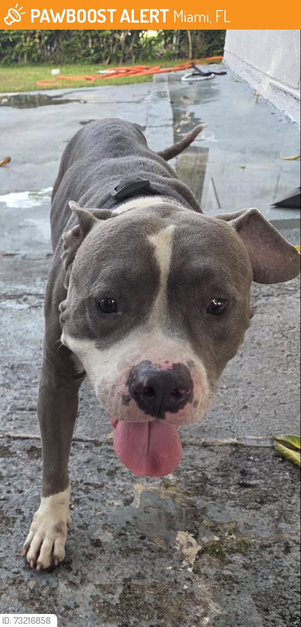 Found/Stray Male Dog last seen I-95 EXPRESS TOLL, Miami, FL 33150