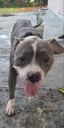 Found/Stray Male Dog last seen I-95 EXPRESS TOLL, Miami, FL 33150