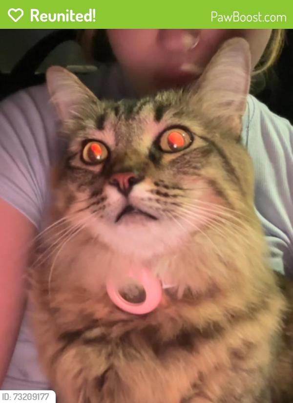 Reunited Female Cat last seen Alma and Legacy, Plano, TX 75023