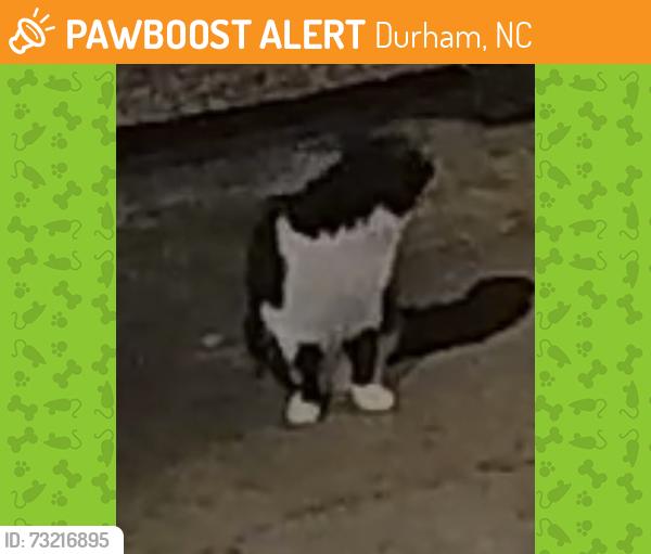 Found/Stray Unknown Cat last seen Springfield Apts, 1700 building, in the back - cannot bring in b/c of my animals, Durham, NC 27707