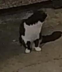 Found/Stray Unknown Cat last seen Springfield Apts, 1700 building, in the back - cannot bring in b/c of my animals, Durham, NC 27707