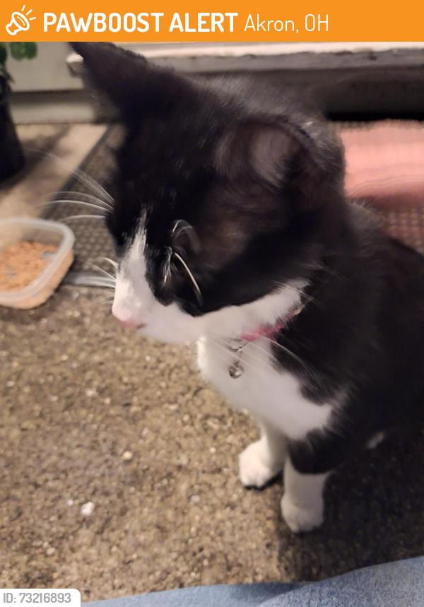 Surrendered Male Cat last seen Goodyear Blvd. and Slusser Rd., Akron, OH 44305