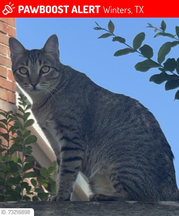 Lost Male Cat last seen anywhere, Winters, TX 79567