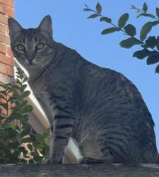 Lost Male Cat last seen anywhere, Winters, TX 79567