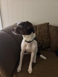 Found/Stray Male Dog last seen Unknown, Kannapolis, NC 28083